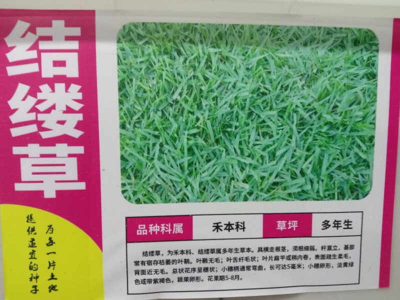 结缕草种子