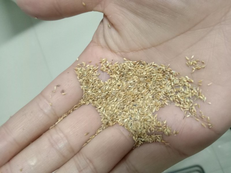 结缕草种子