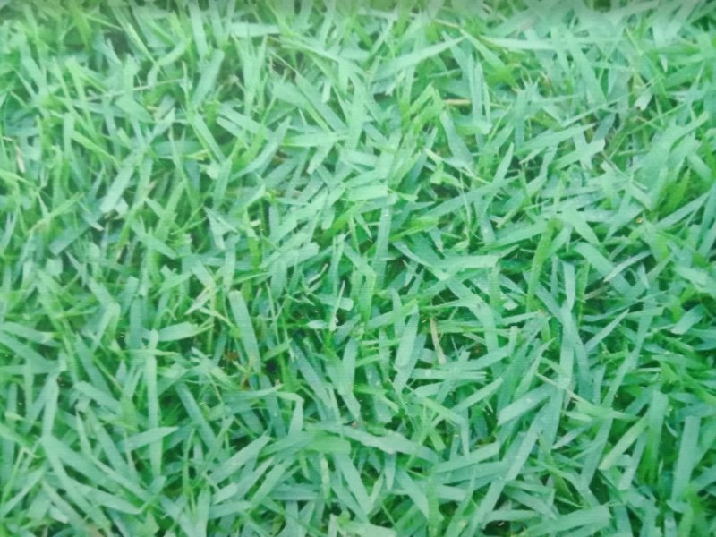 结缕草种子