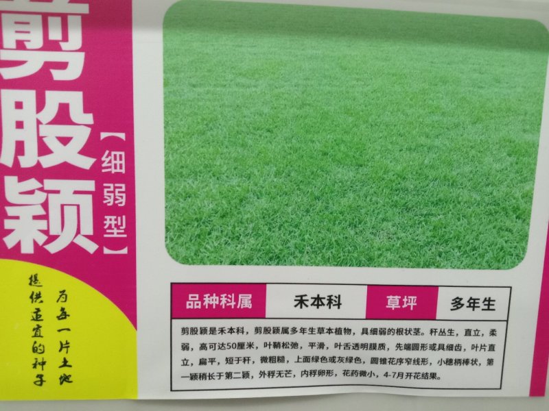 剪股颖种子