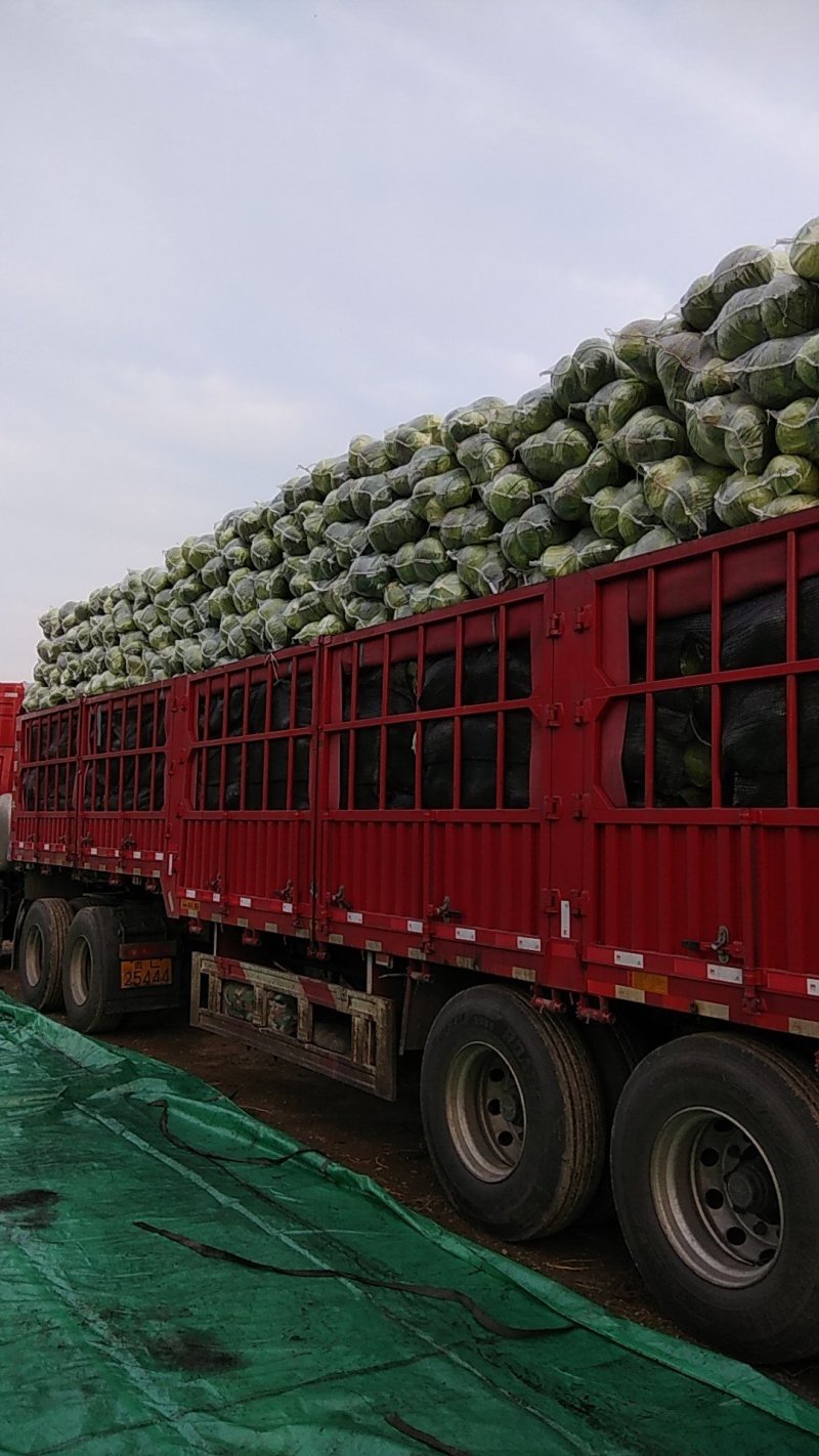 精品扁包菜产地一手货源专业团队打包保证质量！
