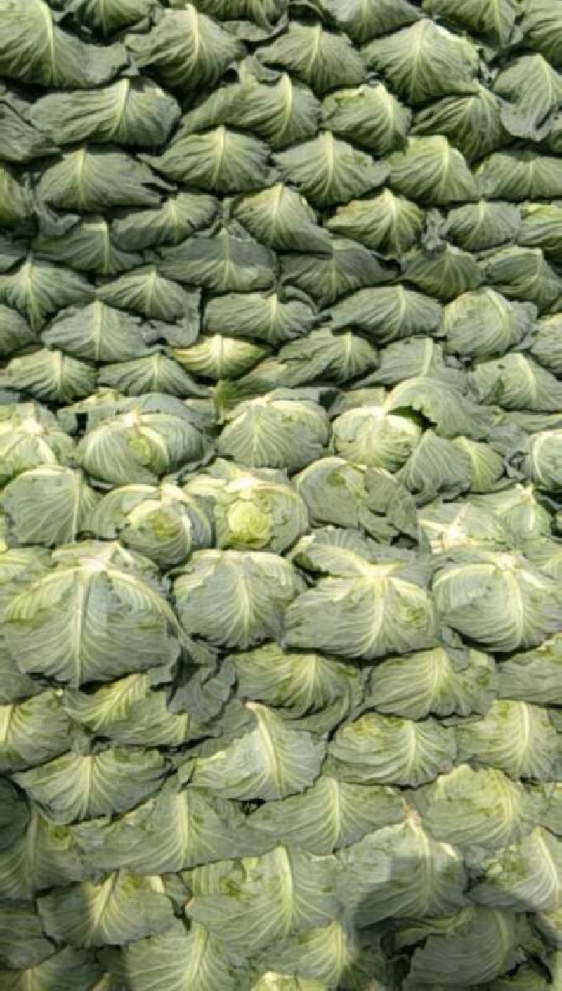 精品扁包菜产地一手货源专业团队打包保证质量！