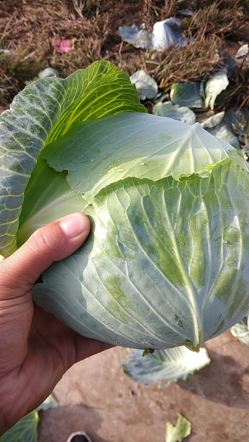 精品扁包菜产地一手货源专业团队打包保证质量！