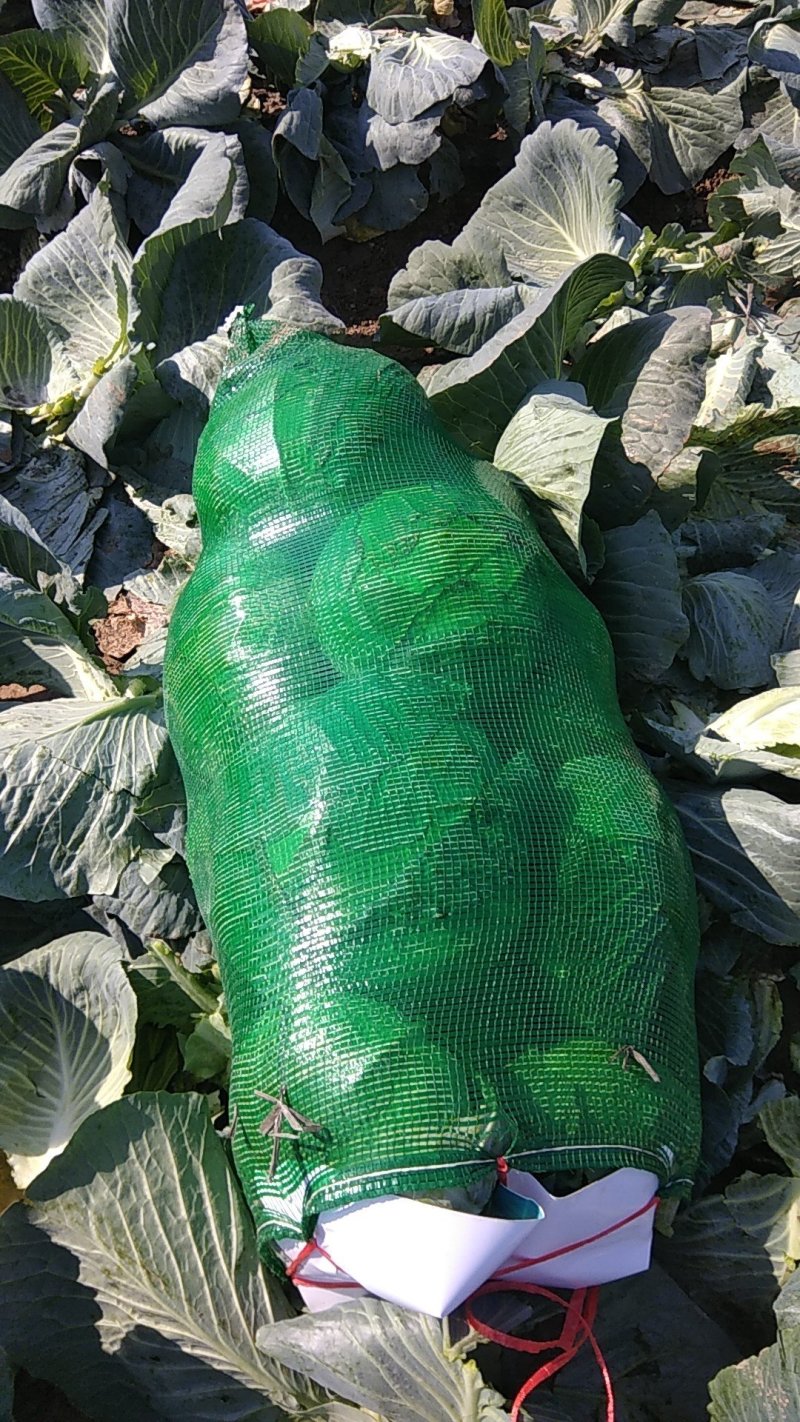 精品扁包菜产地一手货源专业团队打包保证质量！