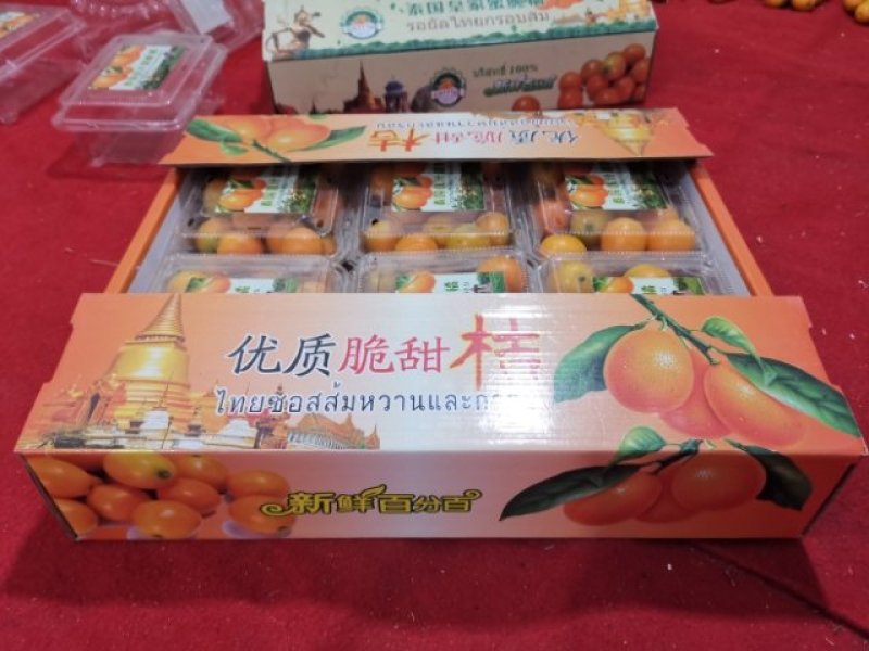 桂林阳朔金桔产地直销可代办