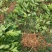 中华吴茱萸苗,还有50万竹苗,基地直供一手货源