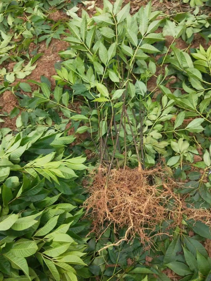 中华吴茱萸苗，还有50万竹苗，基地直供一手货源