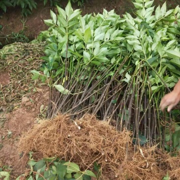 中华吴茱萸苗,还有50万竹苗,基地直供一手货源