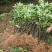 中华吴茱萸苗,还有50万竹苗,基地直供一手货源
