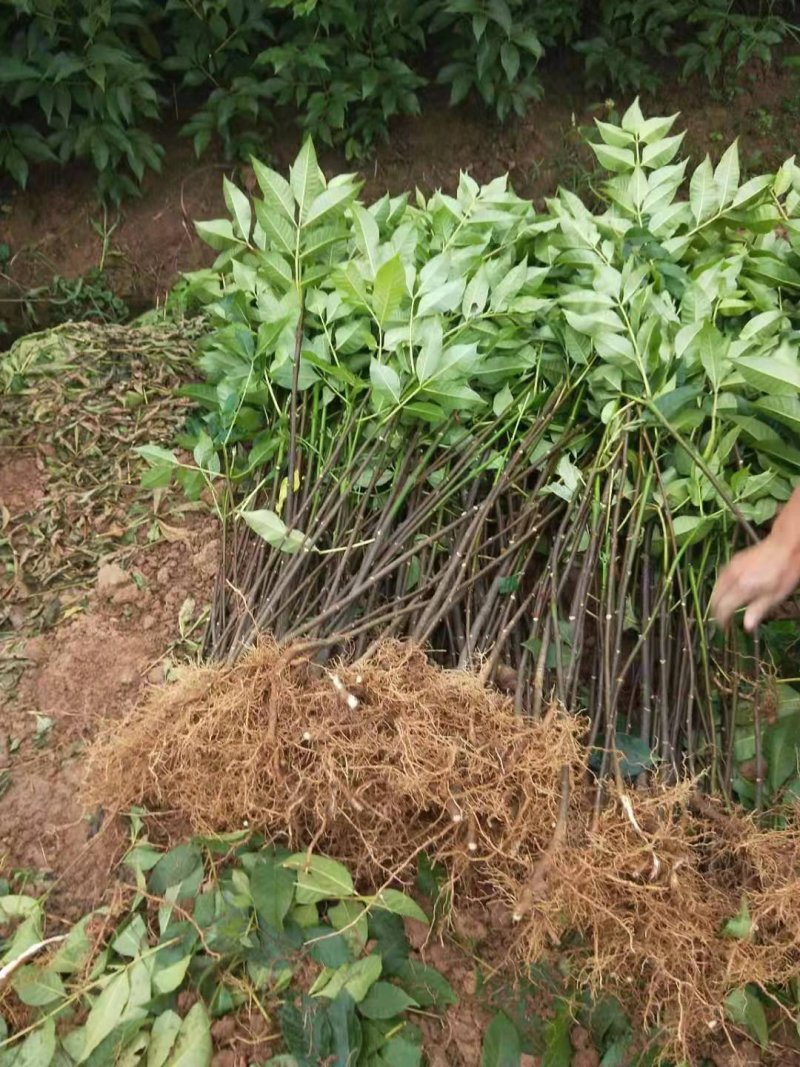 中华吴茱萸苗，还有50万竹苗，基地直供一手货源