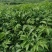 中华吴茱萸苗,还有50万竹苗,基地直供一手货源