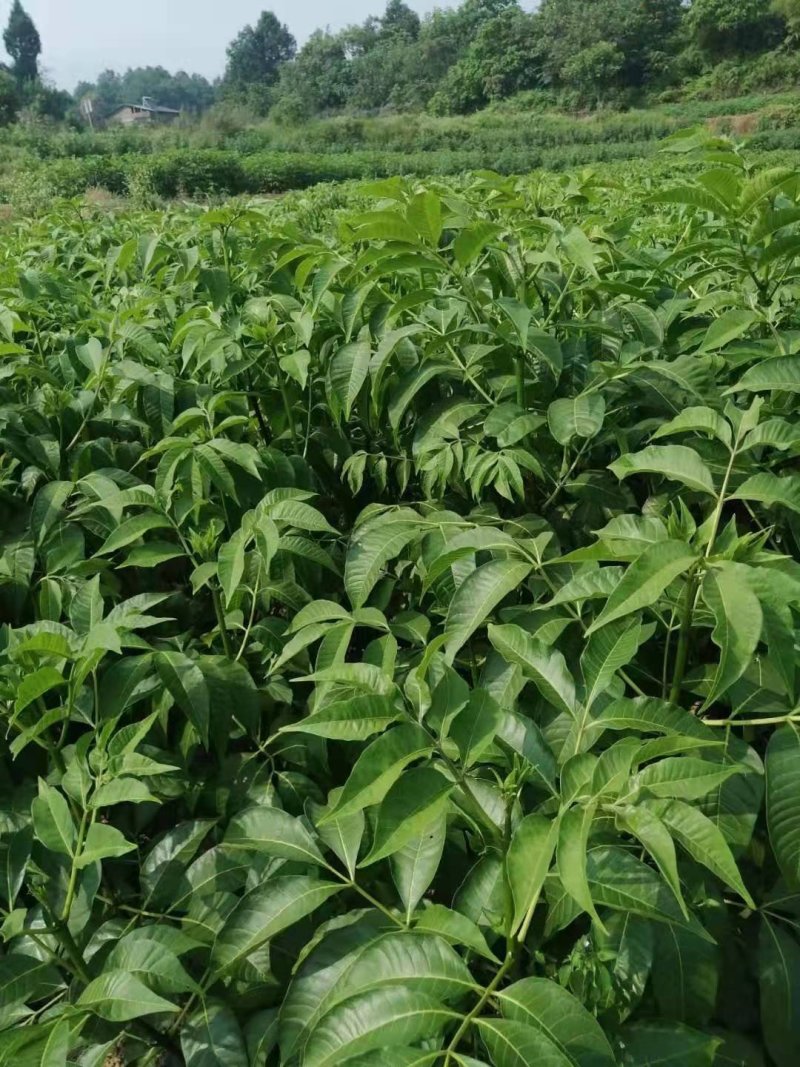 中华吴茱萸苗，还有50万竹苗，基地直供一手货源