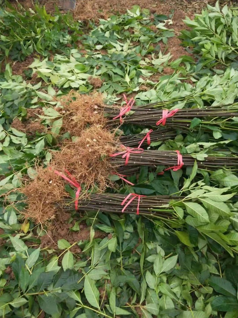 中华吴茱萸苗，还有50万竹苗，基地直供一手货源