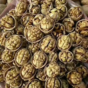 阿克苏185纸皮核桃