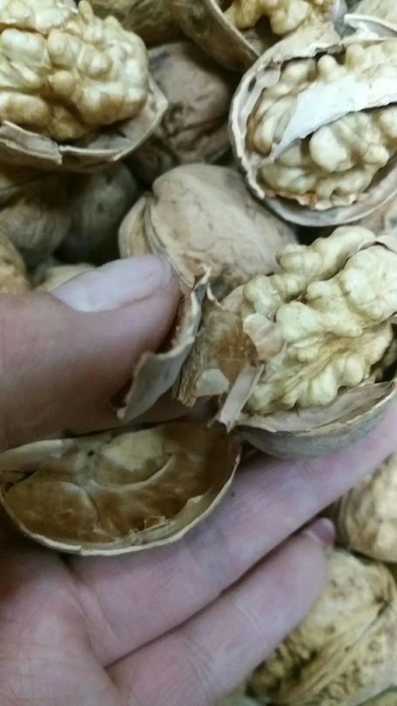 阿克苏185纸皮核桃