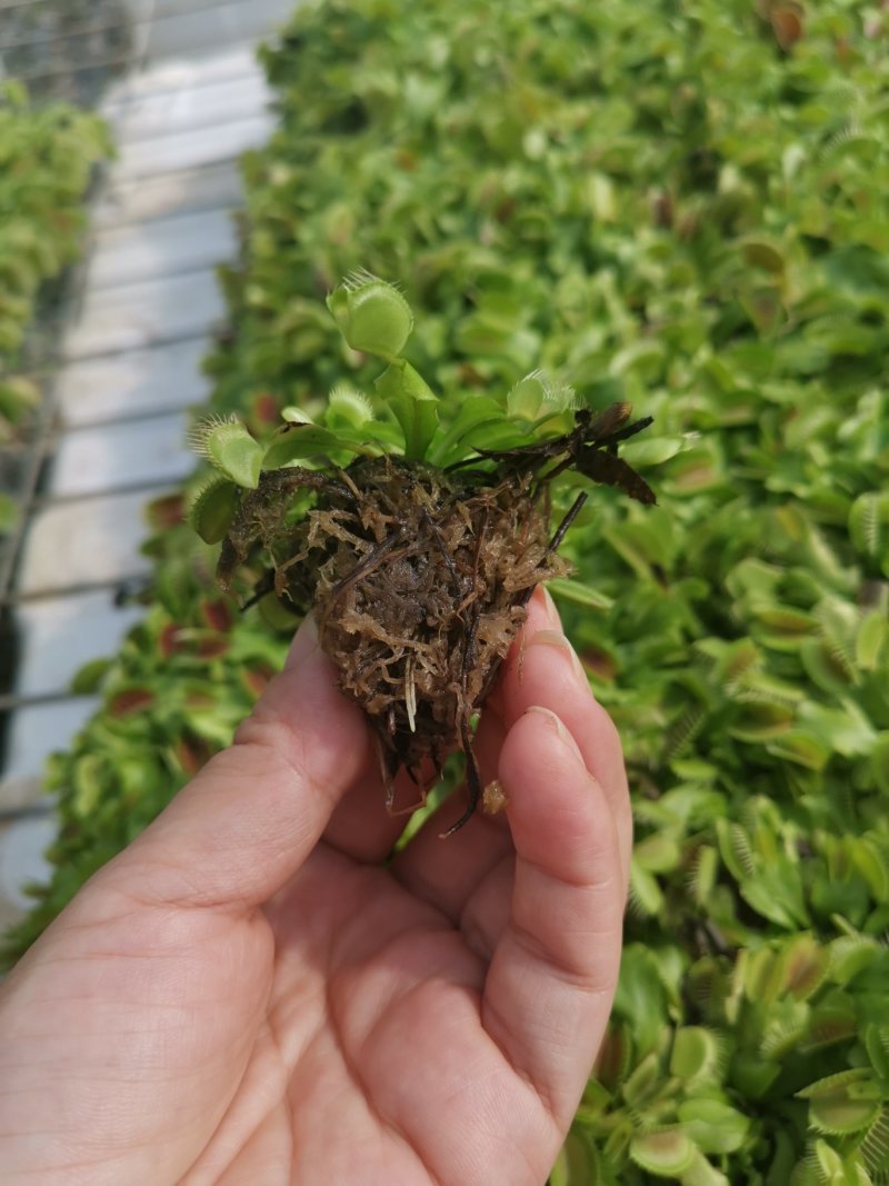 捕蝇草食虫草食蝇草组培种植穴盘苗128孔