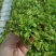 捕蝇草食虫草食蝇草组培种植穴盘苗128孔