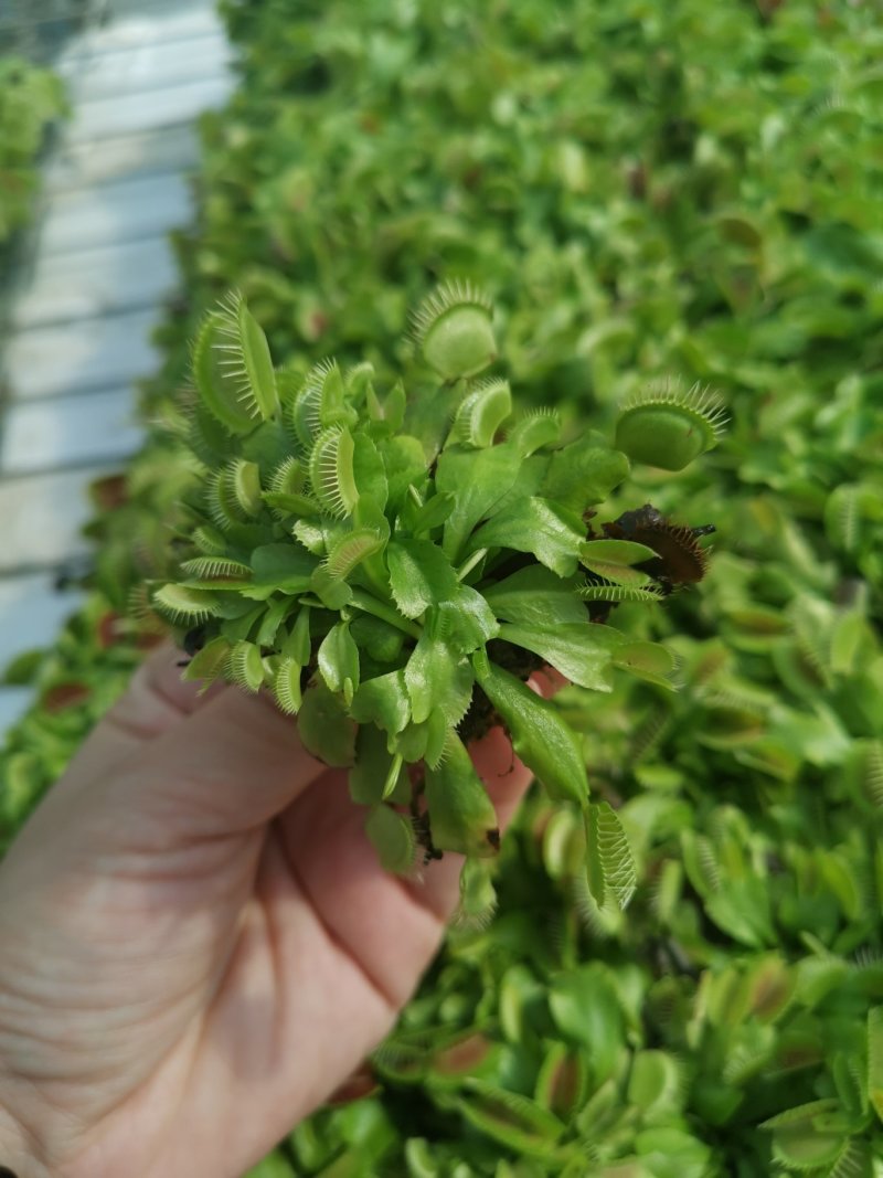 捕蝇草食虫草食蝇草组培种植穴盘苗128孔