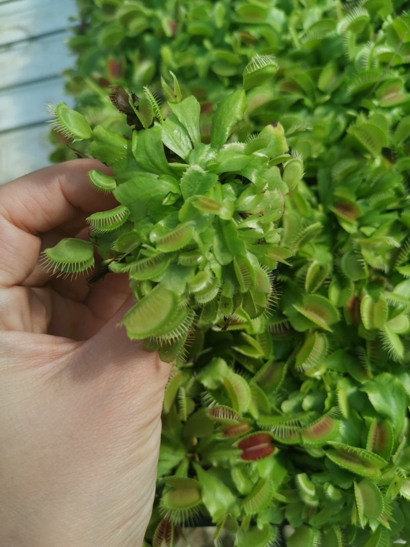 捕蝇草食虫草食蝇草组培种植穴盘苗128孔