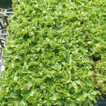 捕蝇草食虫草食蝇草组培种植穴盘苗128孔