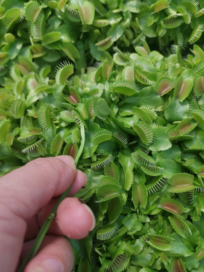 捕蝇草食虫草食蝇草组培种植穴盘苗128孔
