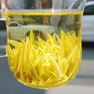黄金叶茶苗