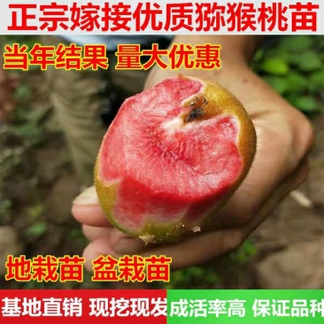 猕猴桃苗红阳,红华,多个品种,天甜度高,水分足
