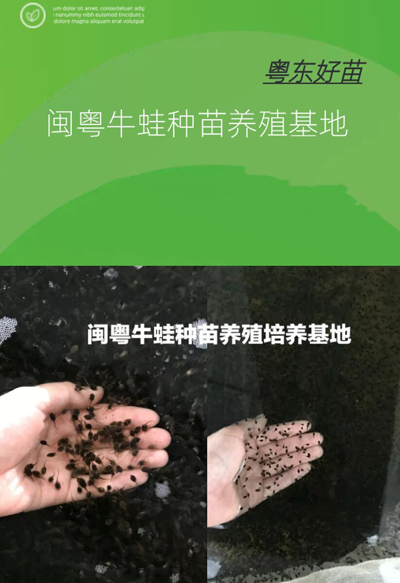 牛蛙苗牛蛙蝌蚪苗幼苗产地直销质量保证诚信经营