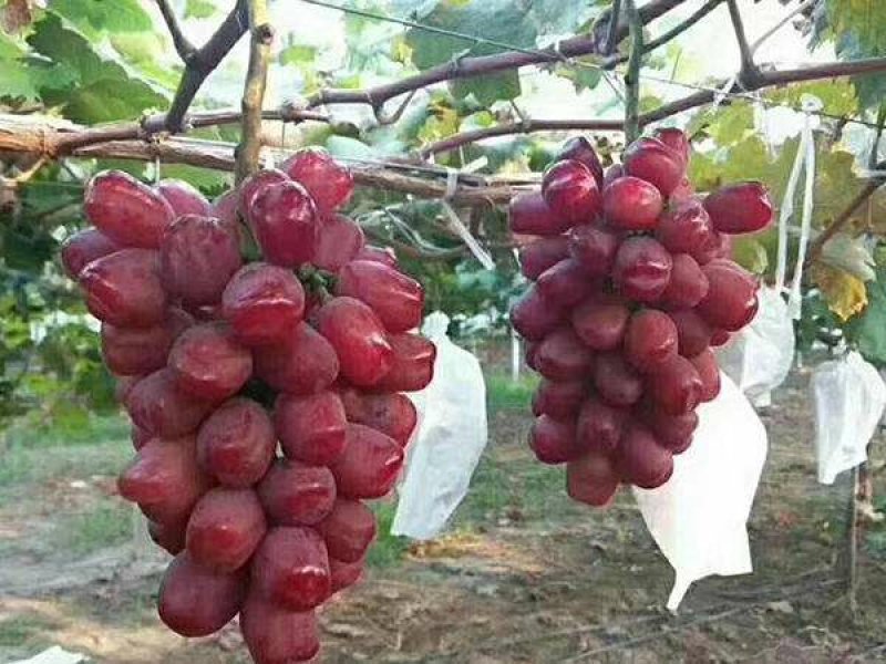浪漫红颜葡萄苗，无核，新兴品种，可规膜种植