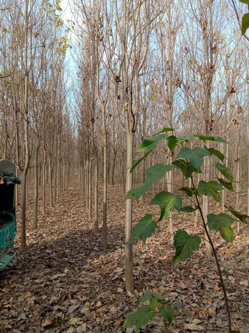 1到40公分各种规格楸树梓树