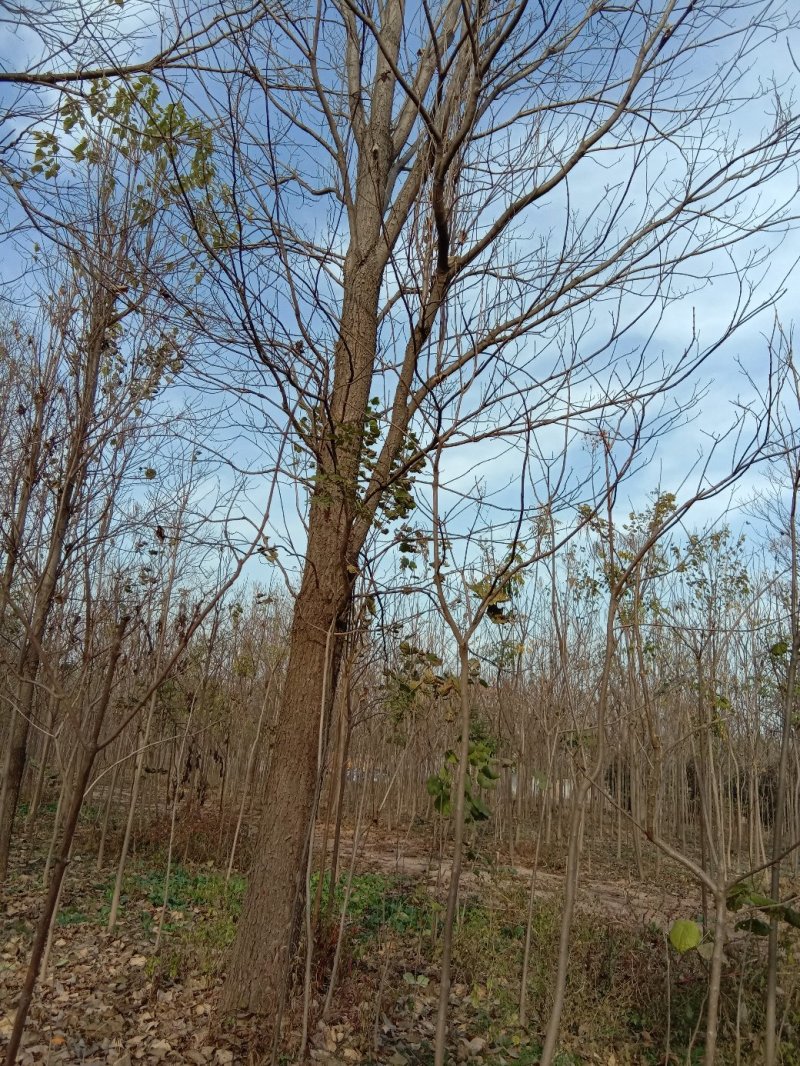 1到40公分各种规格楸树梓树