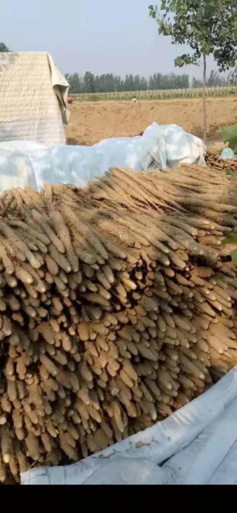 山药