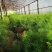 天冬苗精品天冬苗一手货源,每株有5个薯头以上,包成活
