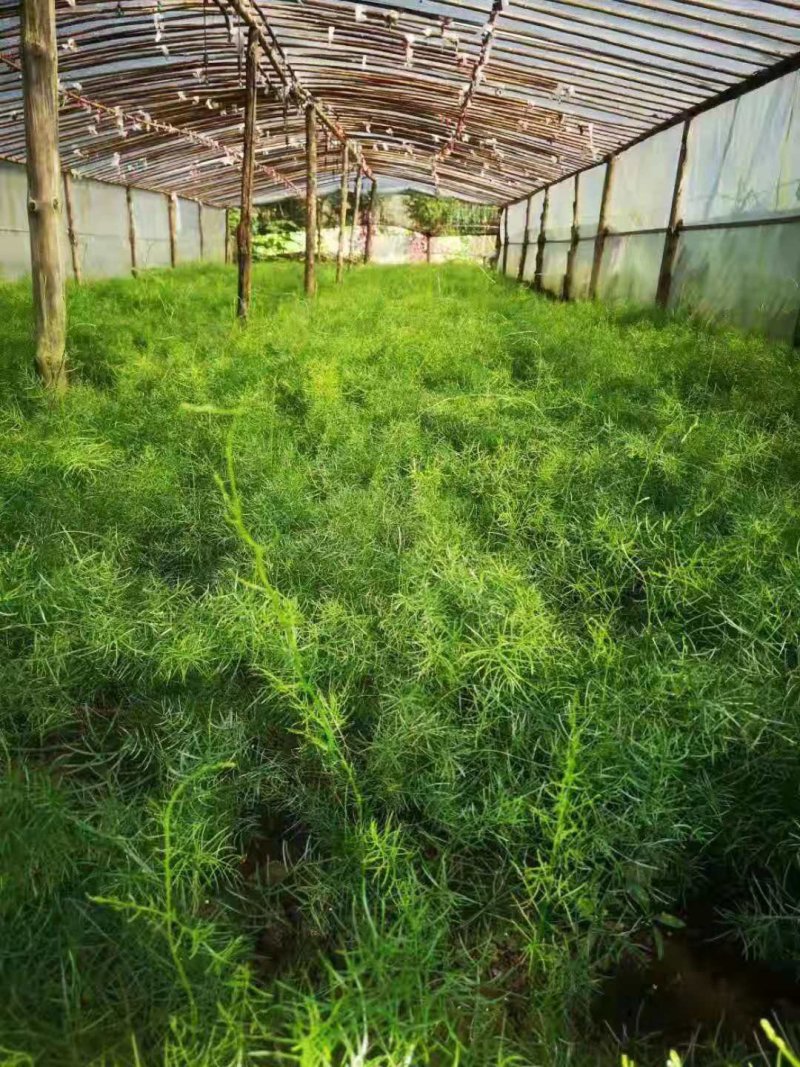 天冬苗精品天冬苗一手货源，每株有5个薯头以上，包成活