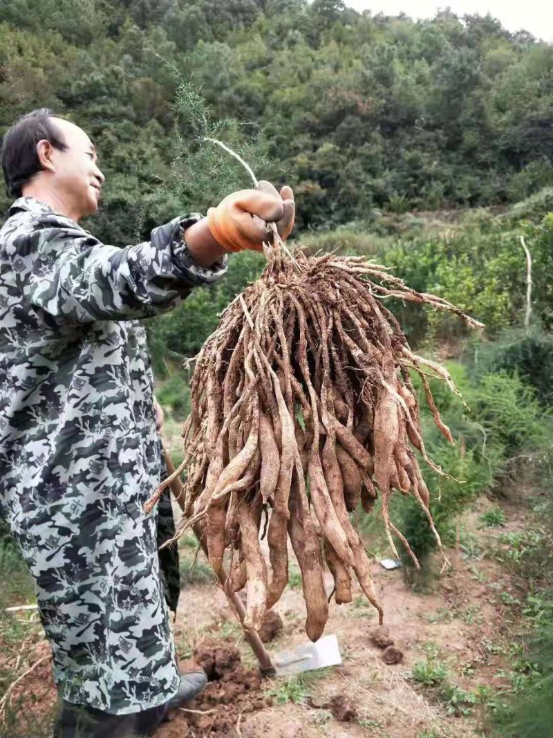 天冬苗精品天冬苗一手货源，每株有5个薯头以上，包成活