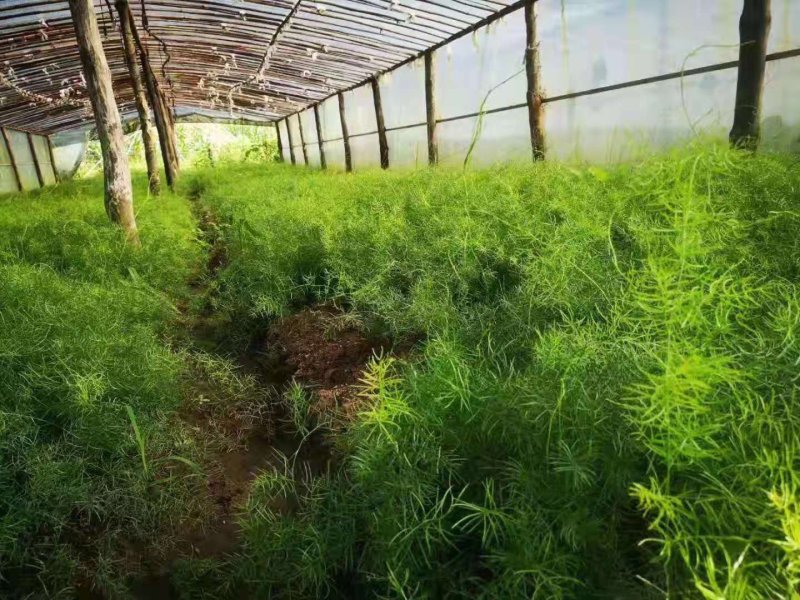 天冬苗精品天冬苗一手货源，每株有5个薯头以上，包成活