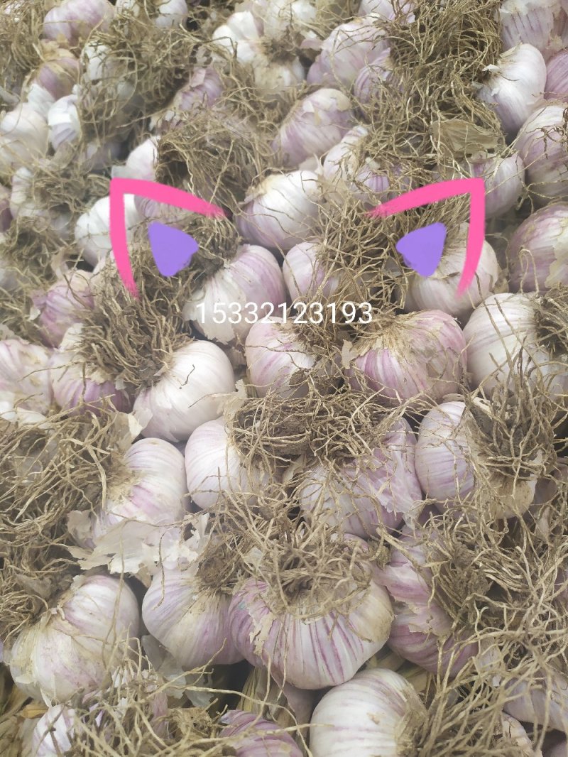 宝坻六瓣红大蒜