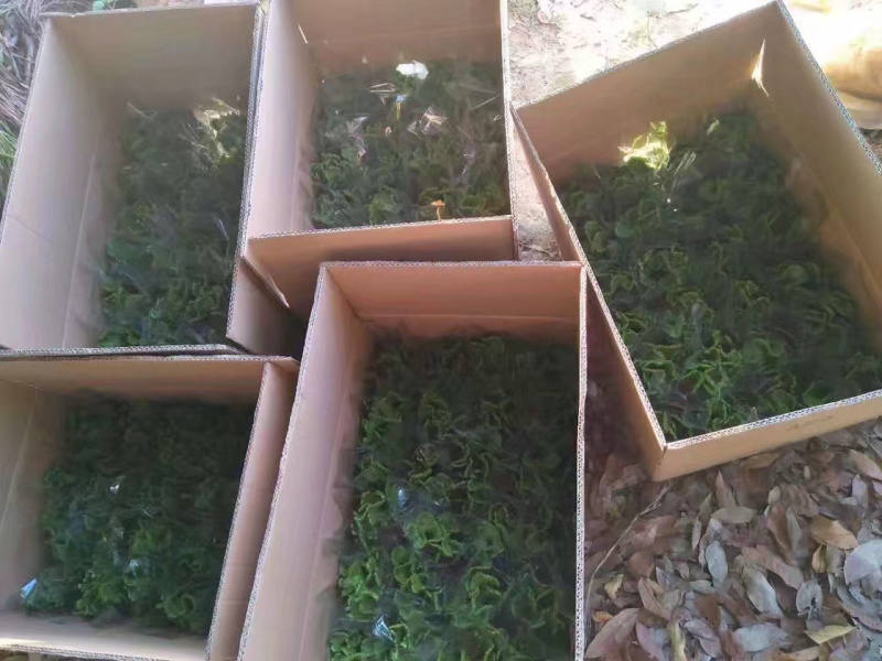 彭珊瑚大小规格带盆整箱批发基地直销