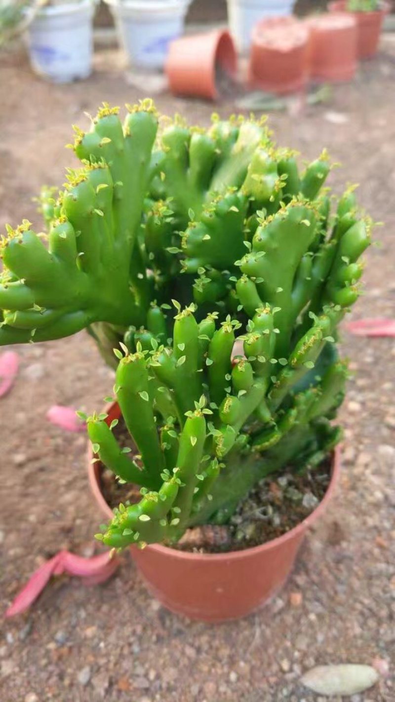 彭珊瑚大小规格带盆整箱批发基地直销