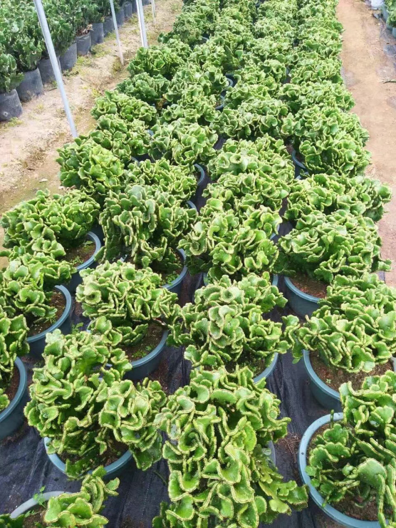 彭珊瑚大小规格带盆整箱批发基地直销