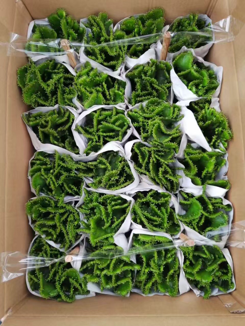 彭珊瑚大小规格带盆整箱批发基地直销