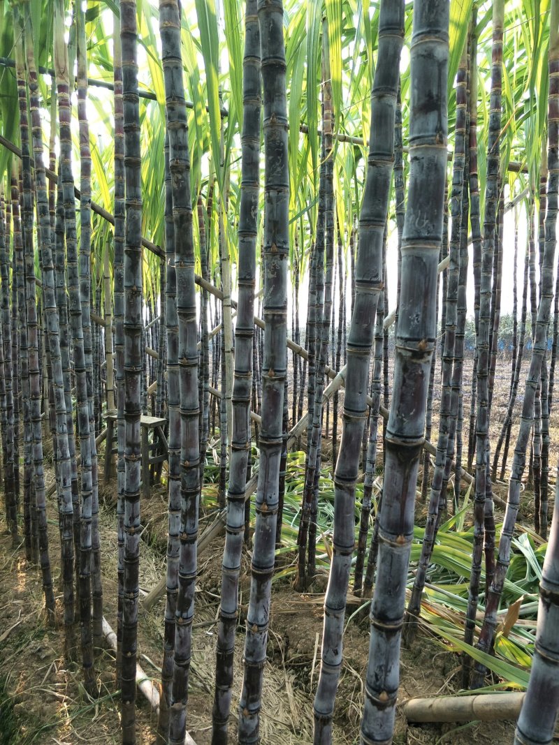 番禺甘蔗马上上市了，欢迎全国老板过来订购考察一下，，，