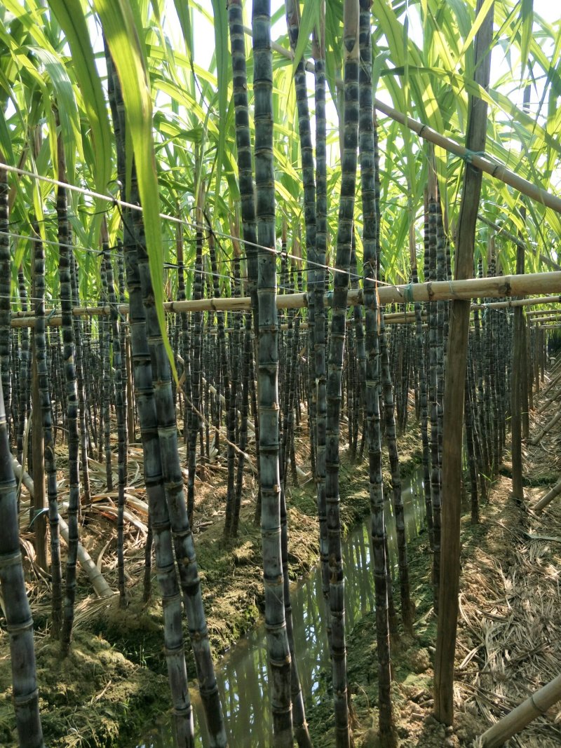 番禺甘蔗马上上市了，欢迎全国老板过来订购考察一下，，，