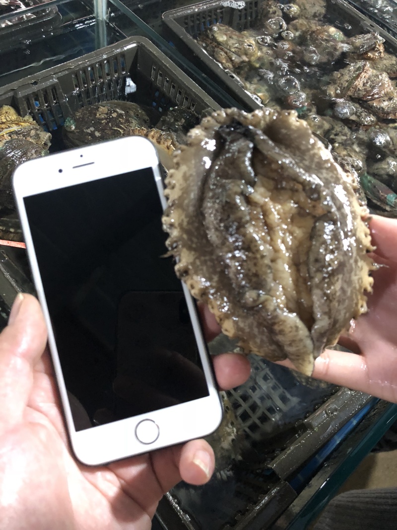 新鲜海捕鲜活小鲍鱼肉质肥美品质保证鲜活发货