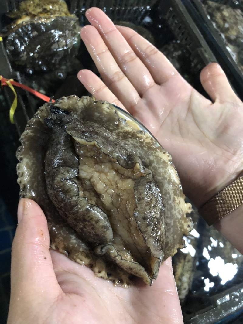 新鲜海捕鲜活小鲍鱼肉质肥美品质保证鲜活发货