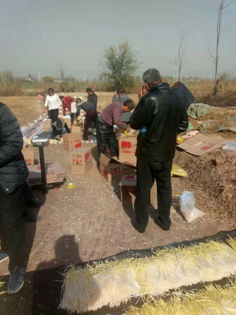江苏韭黄大量供应中，产地直供，全国代发，