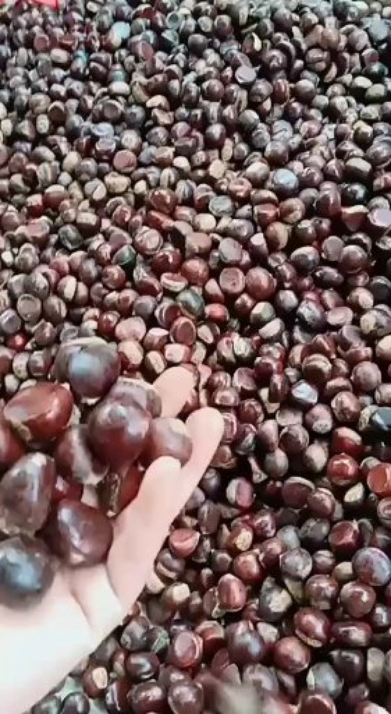 云南野生板栗，，，，，，，