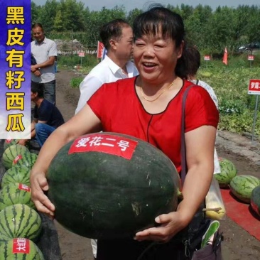 爱花二号黑皮西瓜种子皮薄坚韧大红瓤糖度高特抗重茬