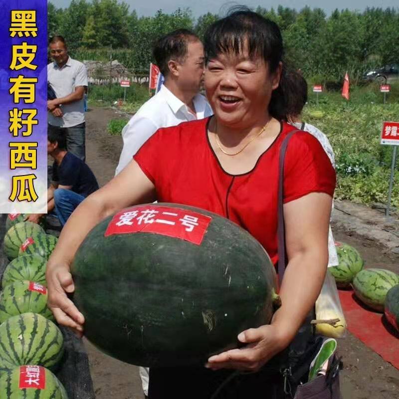 爱花二号黑皮西瓜种子皮薄坚韧大红瓤糖度高特抗重茬
