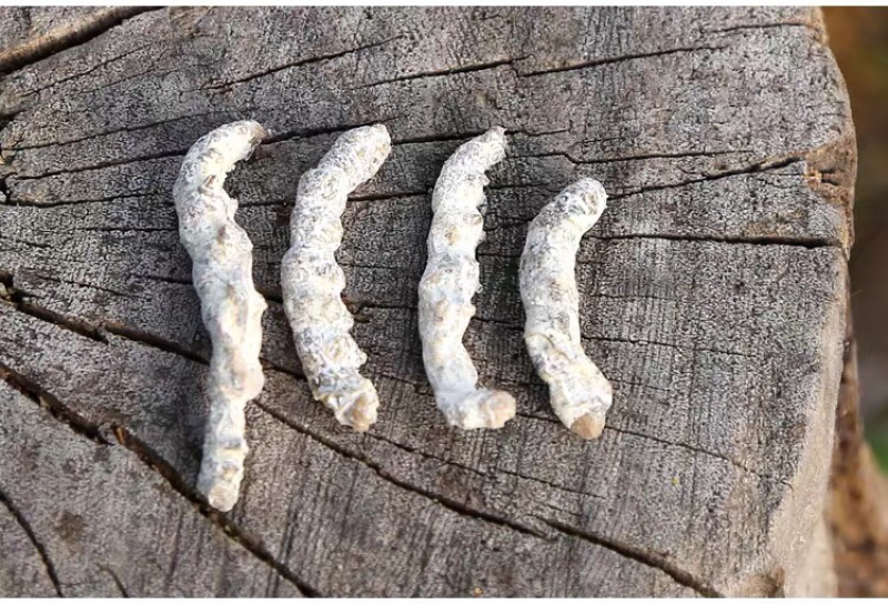 僵蚕精品新货价格美丽